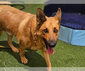 German Shepherd Dog-Unknown Mix Dogs for adoption in Las Vegas, NV, USA
