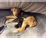 Small Photo #10 Airedale Terrier Puppy For Sale in VERONA, MO, USA
