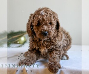Goldendoodle Puppy for sale in LITITZ, PA, USA