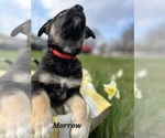 Small #5 German Shepherd Dog-Siberian Husky Mix