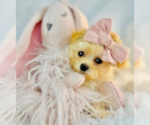 Cute - Male Poodle (Toy) Puppy for Sale - Photo #15