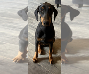 Doberman Pinscher Puppy for sale in HESPERIA, CA, USA