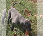 Small Photo #5 Great Dane Puppy For Sale in RAEFORD, NC, USA