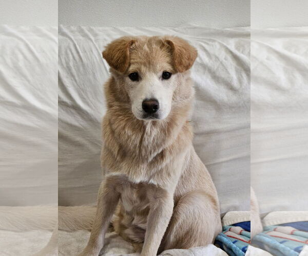 Medium Photo #1 Retriever -Unknown Mix Puppy For Sale in Agoura Hills, CA, USA