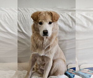 Retriever -Unknown Mix Dogs for adoption in Agoura Hills, CA, USA