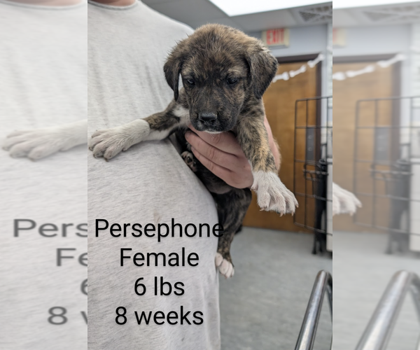 Medium Photo #1 Mutt Puppy For Sale in Rockville, MD, USA