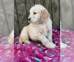 Small #32 Golden Retriever