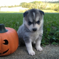 Alaskan Klee Kai Puppy for sale in WINCHESTER, OH, USA