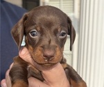 Small Photo #11 Dachshund Puppy For Sale in ROEBUCK, SC, USA