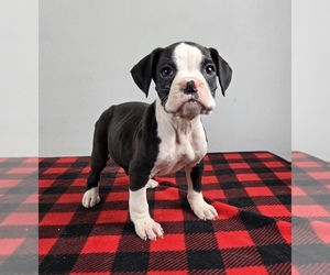 Boxer Puppy for sale in FRANKLIN, IN, USA