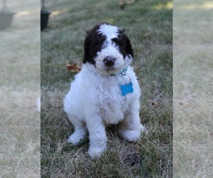 Medium Goldendoodle