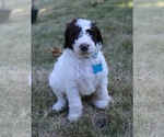 Small Photo #1 Goldendoodle Puppy For Sale in HOWARD CITY, MI, USA