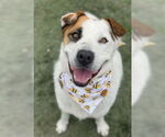 Small #8 Boxer-Siberian Husky Mix