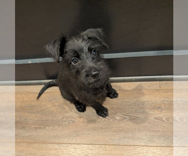 Medium Photo #1 Labrador Retriever-Unknown Mix Puppy For Sale in The Woodlands, TX, USA