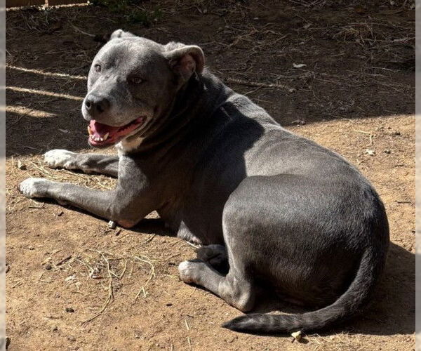 Medium Photo #4 American Pit Bull Terrier Puppy For Sale in Derwood, MD, USA