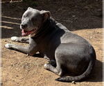 Small #3 American Pit Bull Terrier