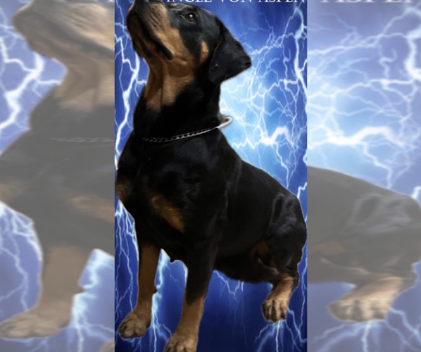Medium Photo #7 Rottweiler Puppy For Sale in SUN CITY, AZ, USA