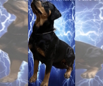 Small #6 Rottweiler