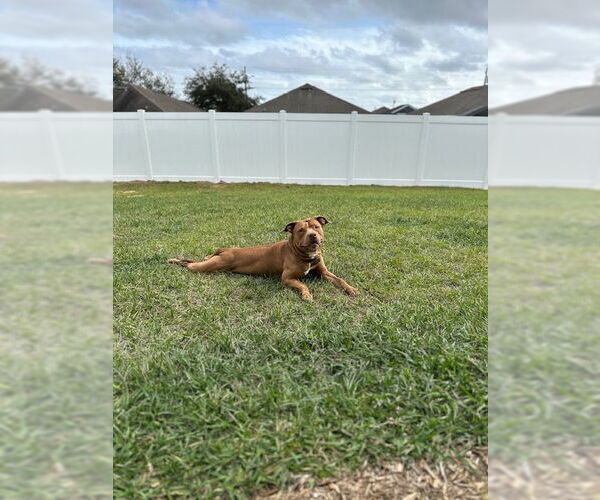 Medium Photo #2 American Pit Bull Terrier-Unknown Mix Puppy For Sale in Miami, FL, USA