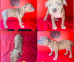 Puppy Puppy 3 American Bully