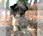 Small #22 Mutt