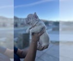 Puppy 1 French Bulldog