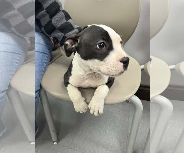 Medium Photo #4 American Pit Bull Terrier-Unknown Mix Puppy For Sale in Rochester, NY, USA