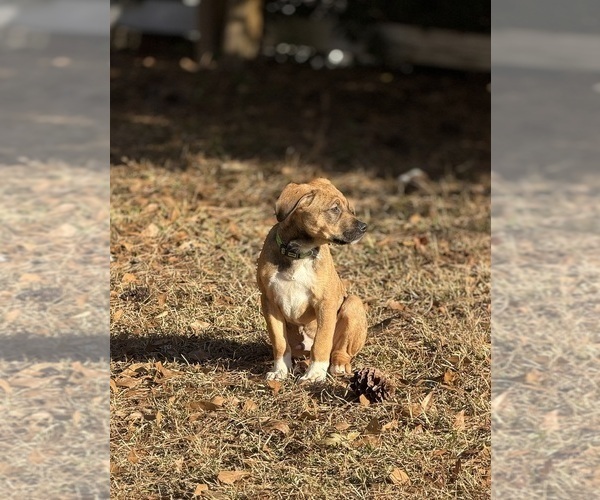 Medium Photo #1 America Bandogge Mastiff Puppy For Sale in SNELLVILLE, GA, USA
