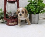 Puppy Kira Cocker Spaniel