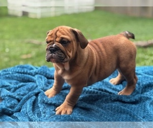Medium English Bulldog