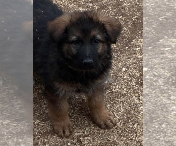 Medium Photo #2 German Shepherd Dog Puppy For Sale in NEWVILLE, PA, USA