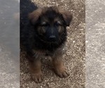 Small #1 German Shepherd Dog