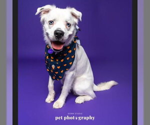 Falcor - Male Great Pyrenees-Unknown Mix Dog for Adoption - Photo #27
