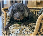 Small #4 Lhasa Apso Mix