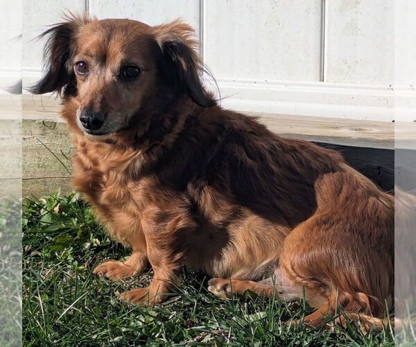 Medium Photo #3 Chiweenie Puppy For Sale in Shelbyville, TN, USA