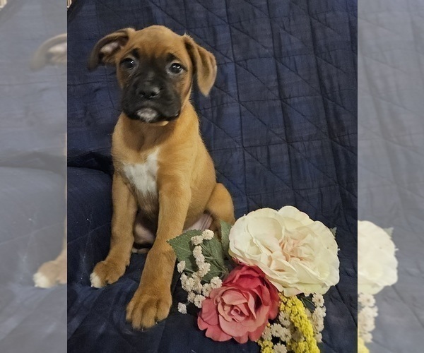 Medium Photo #2 Boxer Puppy For Sale in EDINA, MO, USA