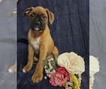 Small Photo #2 Boxer Puppy For Sale in EDINA, MO, USA