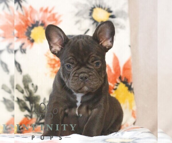 Medium Photo #1 French Bulldog Puppy For Sale in GAP, PA, USA