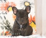 Small French Bulldog