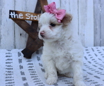 Small Photo #2 Pom-A-Poo-Poodle (Miniature) Mix Puppy For Sale in HONEY BROOK, PA, USA