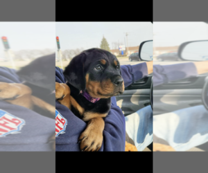 Rottweiler Puppy for sale in ALSIP, IL, USA