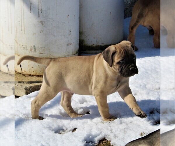 Medium Photo #6 Bullmastiff Puppy For Sale in GREENBANK, PA, USA