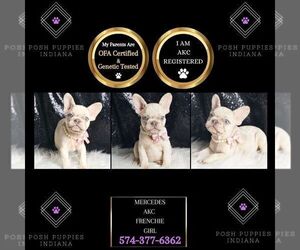 French Bulldog Puppy for sale in WARSAW, IN, USA