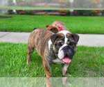 Small Photo #3 Bulldog Puppy For Sale in HOUSTON, TX, USA
