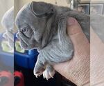 Puppy 2 French Bulldog