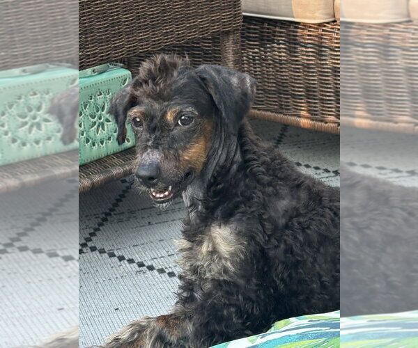 Medium Photo #4 Bernese Mountain Dog-Unknown Mix Puppy For Sale in Brewster, NY, USA
