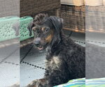Small #3 Bernese Mountain Dog Mix