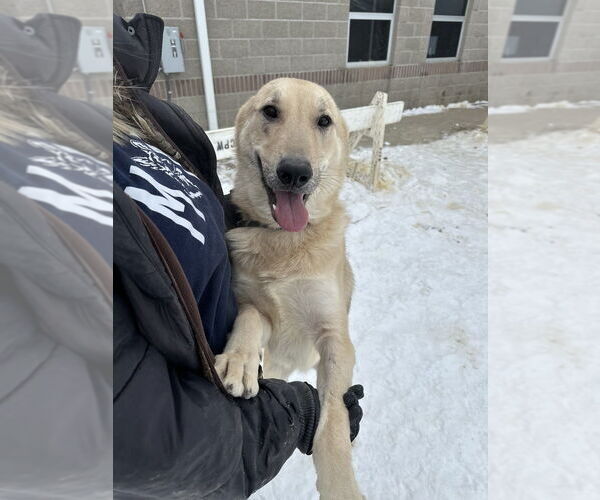 Medium Photo #6 German Shepherd Dog Puppy For Sale in Evansville, IN, USA