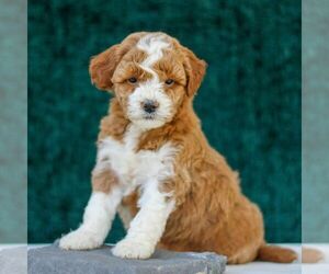 Goldendoodle (Miniature) Puppy for sale in LANCASTER, PA, USA