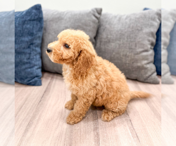 Medium Photo #31 Miniature Labradoodle Puppy For Sale in MILLERSBURG, OH, USA